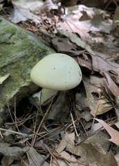 Cortinarius acystidiosus