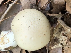 Cortinarius acystidiosus