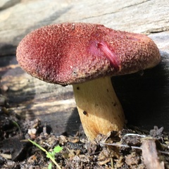 Gymnopilus purpuratus