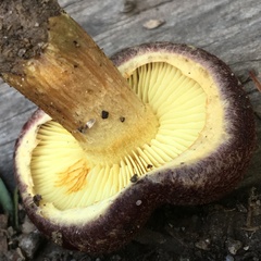 Gymnopilus purpuratus