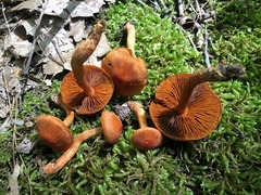 Cortinarius hesleri