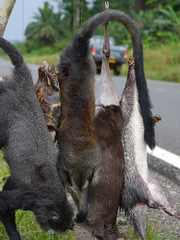 Cercopithecus pogonias