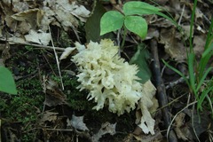 Sebacina sparassoidea