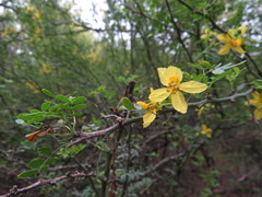 Parkinsonia texana macra