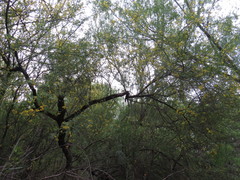 Parkinsonia texana macra