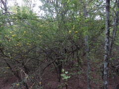 Parkinsonia texana macra
