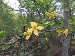 Parkinsonia texana macra