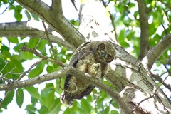 Bubo virginianus magellanicus