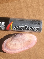 Gari lineolata