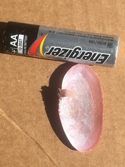 Gari lineolata