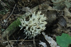 Sebacina sparassoidea