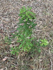 Banksia integrifolia compar