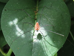 Leiobunum calcar