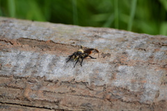 Laphria janus