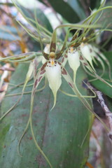 Brassia