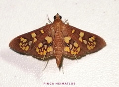 Prenesta fenestrinalis