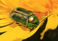 Cryptocephalus regalis