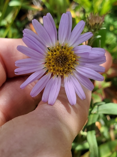 Erigeron glacialis var. hirsutus