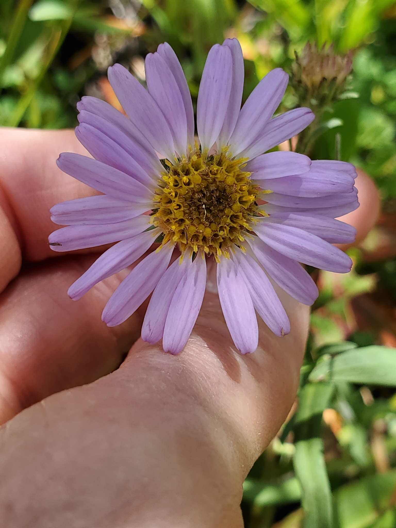Erigeron glacialis var. hirsutus