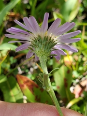 Erigeron glacialis hirsutus