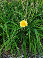 Hemerocallis