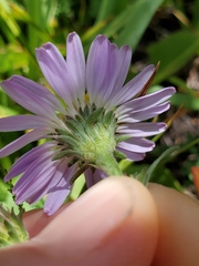 Erigeron glacialis hirsutus