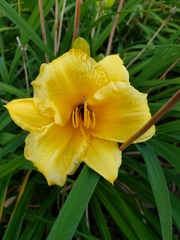 Hemerocallis