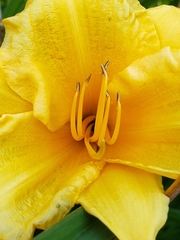 Hemerocallis