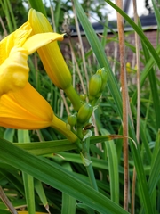 Hemerocallis