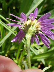 Erigeron glacialis hirsutus
