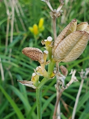 Hemerocallis
