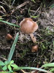 Inocybe subradiata