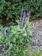 Salvia nemorosa