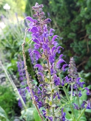 Salvia nemorosa