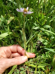 Erigeron glacialis hirsutus
