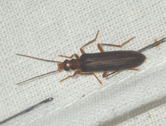Nacerdes carniolica