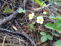 Fragaria virginiana glauca