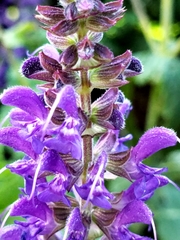 Salvia nemorosa