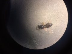 Simulium slossonae
