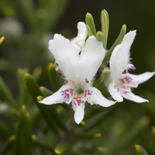 Westringia dampieri R.Br.