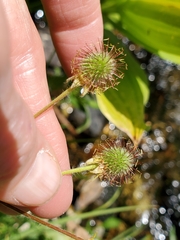 Geum macrophyllum perincisum