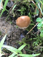 Inocybe subradiata