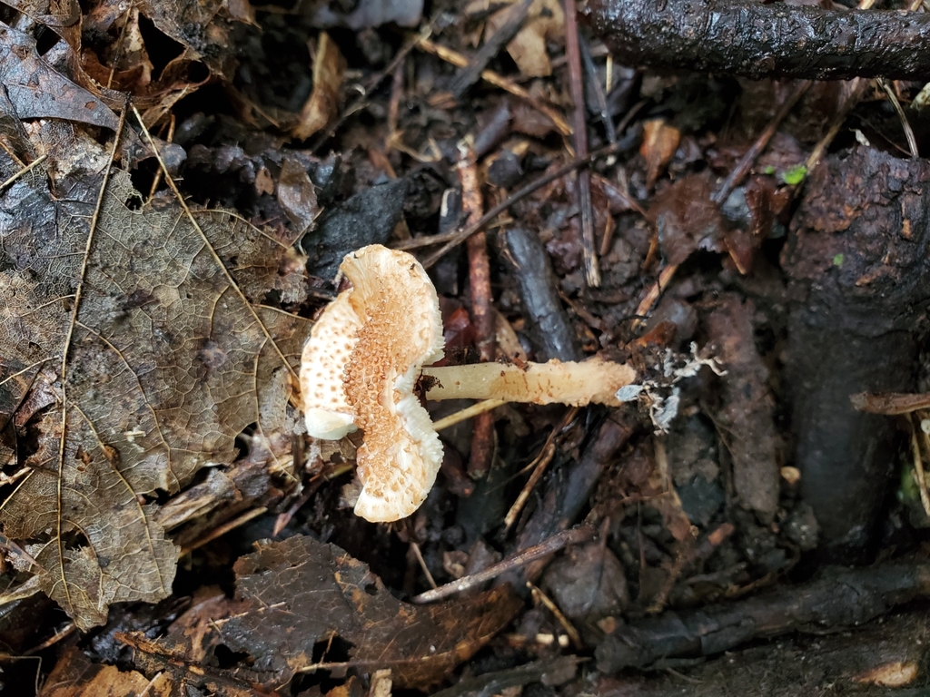 Lepiota sp. 'IN18'
