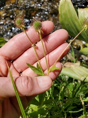 Geum macrophyllum perincisum