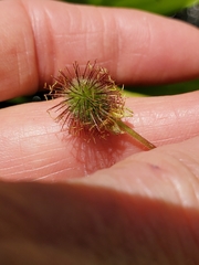 Geum macrophyllum perincisum