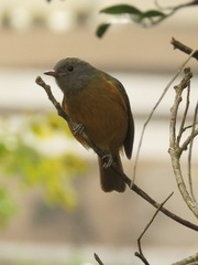 Mionectes rufiventris