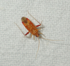 Phytocoris meridionalis