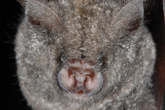 Greater Roundleaf Bat photo 2