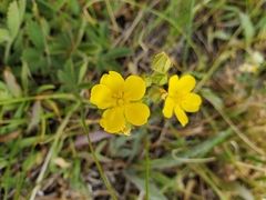 Potentilla gracilis fastigiata