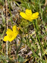 Potentilla gracilis fastigiata